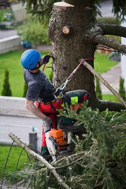 Lawn Watering Services in Eton, GA